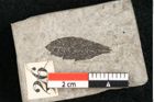 Foto (Detailansicht) von Plantae indet.  (NHMW-GEO-2024-0188-11451)
